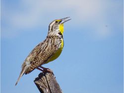 Western Meadowlark